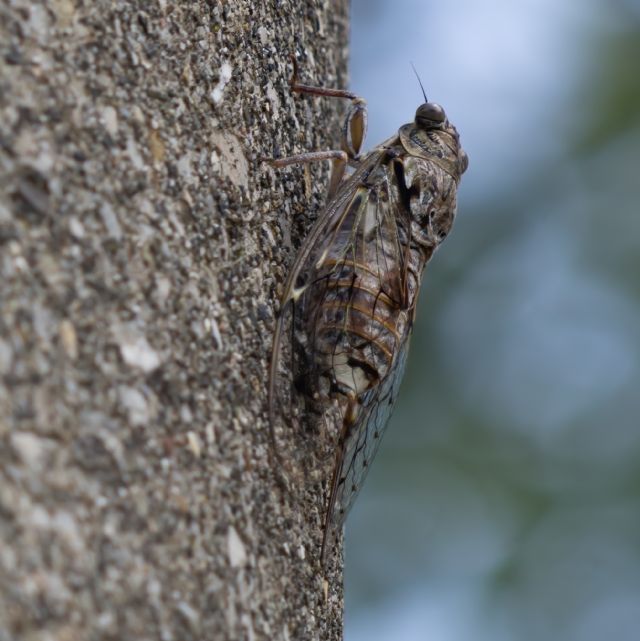 Cicala:  Cicada orni (Cicadidae)